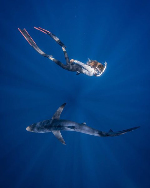 Gador swimming with a shark