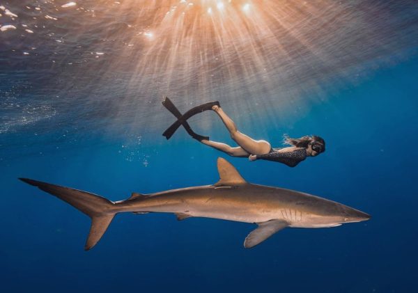 Gador swimming with a shark