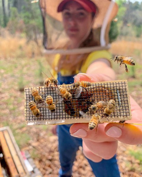 Leigh-Kathryn holding bees