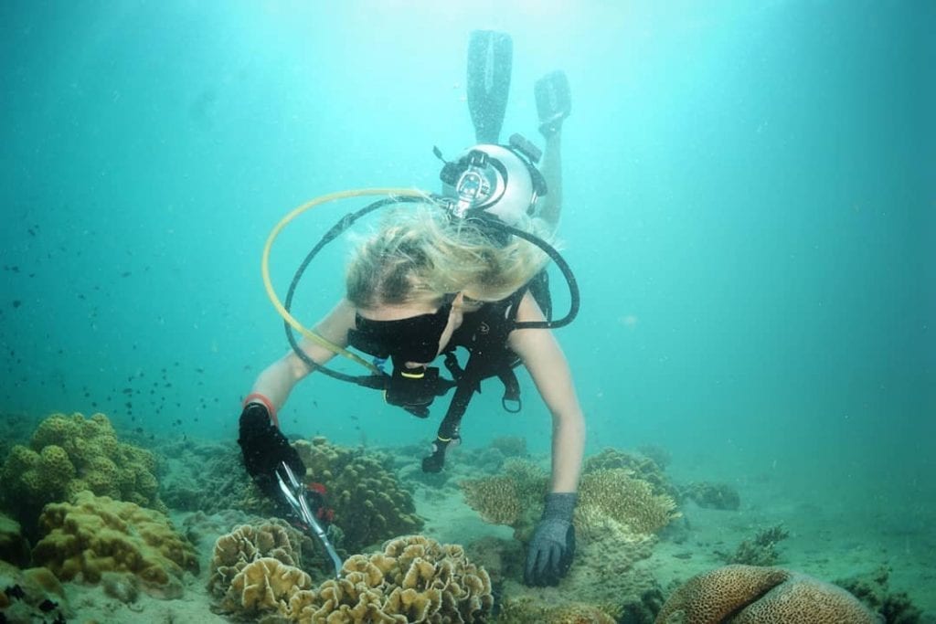 Reef rehabilitation and coral planting