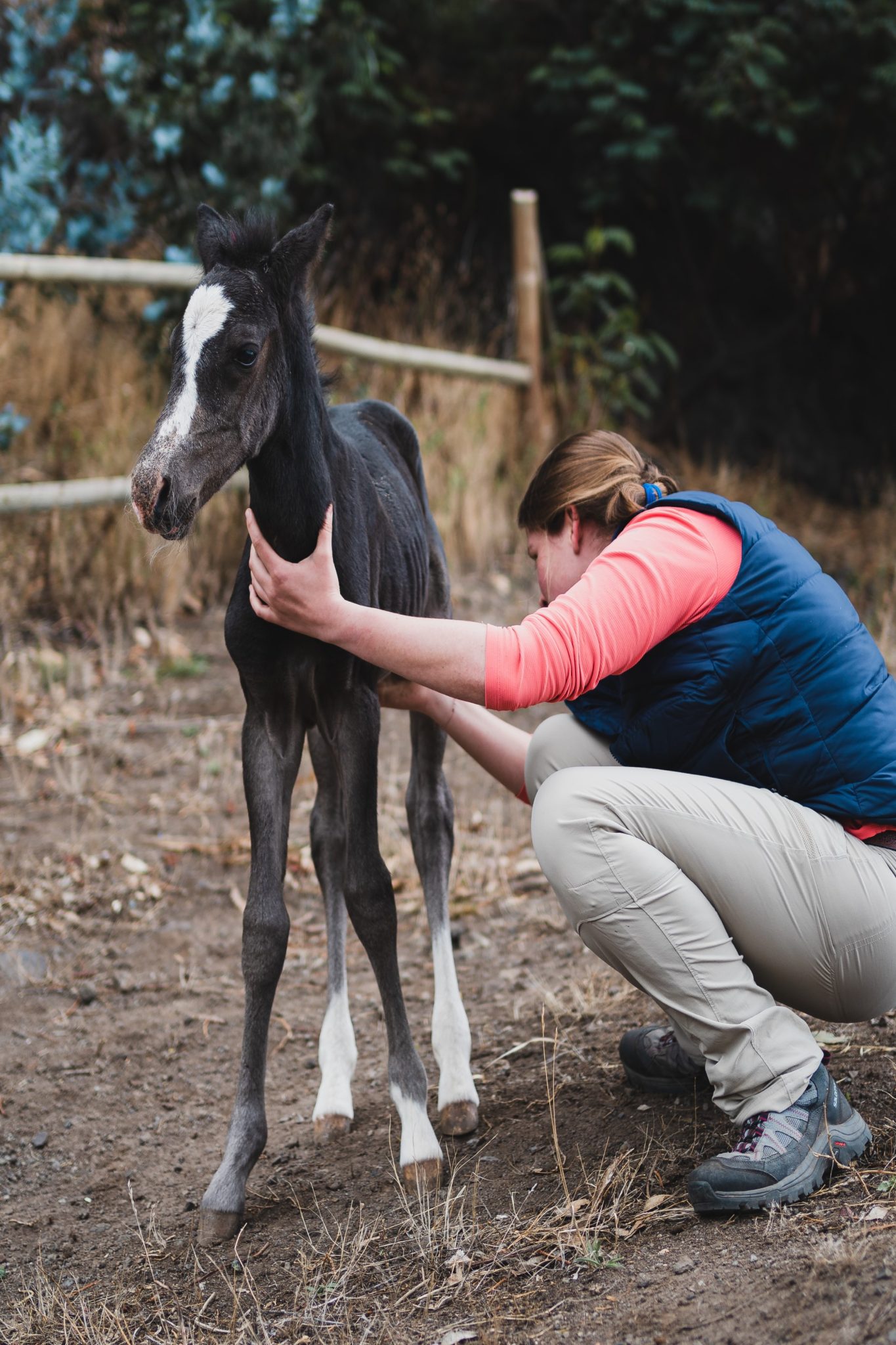 Person examining a horse on Robinson Crusoe Island