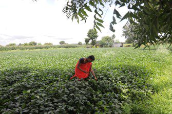 Watershed Organisation Trust (WOTR)